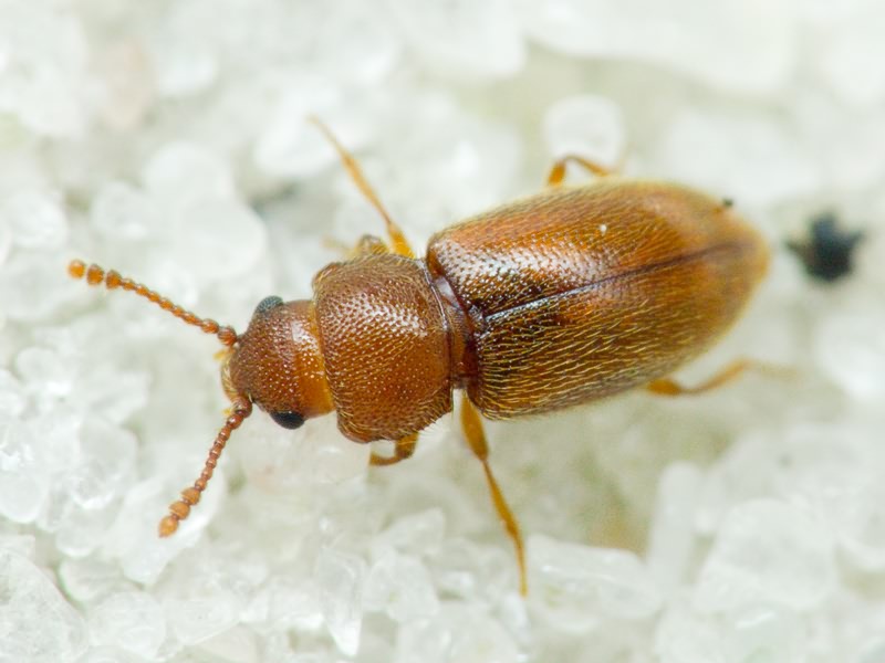 Cryptophagidae Kirby, 1837